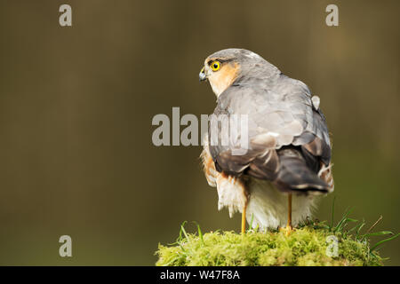 Close up of Eurasian huppé (Accipiter nisus) perching on a wooden post moussus, Ecosse, Royaume-Uni. Banque D'Images