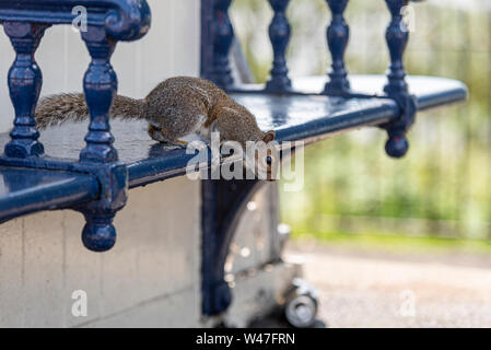 Un écureuil gris de l'est sur un siège d'abri public qui se laissa à l'œil des ordures laissées par les gens. Sciurus carolinensis dans un environnement urbain. Design en bois vintage Banque D'Images