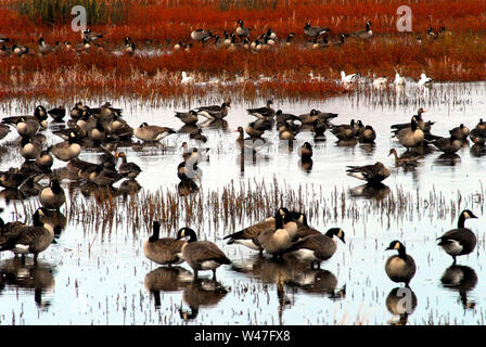 Des centaines d'Oies canadiennes se sont admirablement reflétées, pendant la migration hivernale, à Tule Lake, en Californie, aux États-Unis. Notez également les canards et les goélands. Banque D'Images