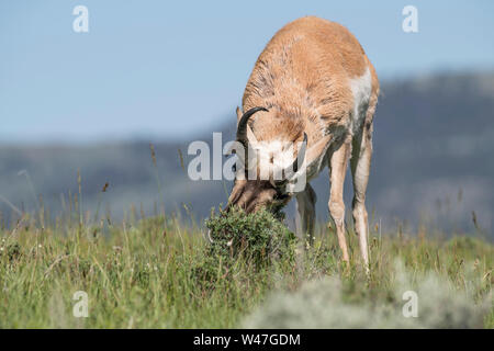 L'antilocapre Buck in Yellowstone Banque D'Images