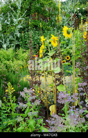 Une frontière d'été richement planté, Rosemoor, Devon, UK - John Gollop Banque D'Images