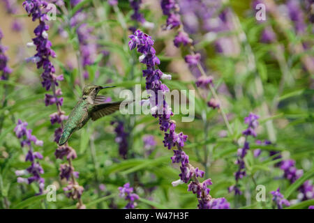 Colibri magnifique le long de la consommation de Salvia officinalis fleurs, Los Angeles Banque D'Images