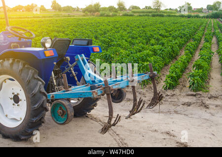 Tracteur bleu avec un cultivateur charrue sur l'arrière-plan de la zone verte de la poivrière. L'agriculture et l'agriculture. Machine agricole Banque D'Images