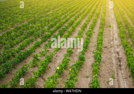 Des plantations de patates poivron bulgare. L'agriculture et l'agriculture. La culture, les soins et la récolte. La culture d'espèces végétales, l'agronomie. L'expansion et de la production Banque D'Images