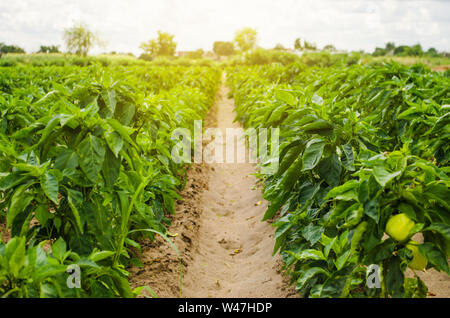 Des plantations de patates poivron bulgare. L'agriculture et l'agriculture. La culture, les soins et la récolte. Croître et la production de produits agricoles fo Banque D'Images