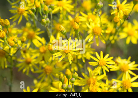 Jacobaea vulgaris, ragwort, séneçon commun, benweed gros plan fleurs jaunes Banque D'Images