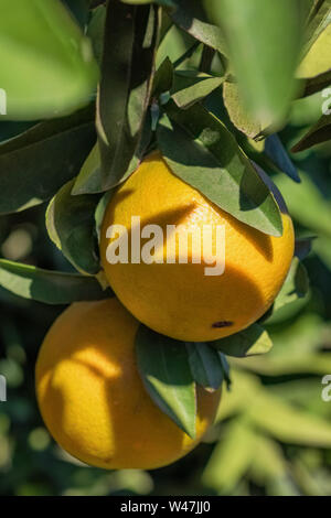 Oranges mûres suspendu à un arbre dans le jardin de fruits en Turquie Banque D'Images