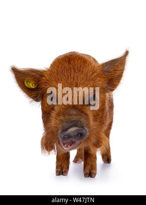 Gingembre Kunekune adorable porcelet, debout face à face. À la curieux avec la bouche ouverte vers la caméra. Isolé sur fond blanc. La tête en bas. Banque D'Images
