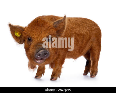Adorable porcelet Kunekune de gingembre, du côté. À la curieux avec la bouche ouverte vers la caméra. Isolé sur fond blanc. Banque D'Images