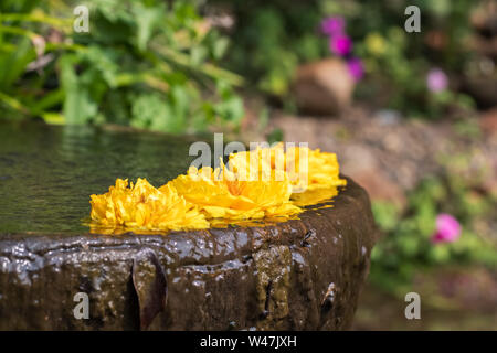 Fleurs jaunes dans le pot en pierre dans le jardin close-up Banque D'Images