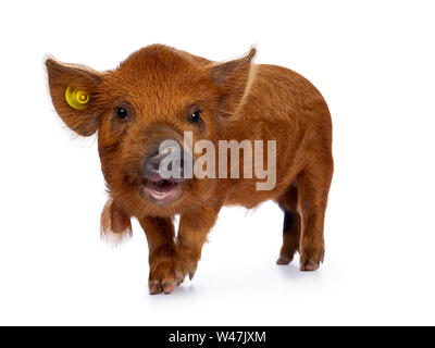 Gingembre Kunekune adorable porcelet, côté marche façons. À la curieux avec la bouche ouverte vers la caméra. Isolé sur fond blanc. Banque D'Images