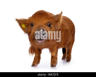 Adorable porcelet Kunekune de gingembre, du côté. À la curieux avec la bouche ouverte vers la caméra. Isolé sur fond blanc. Banque D'Images