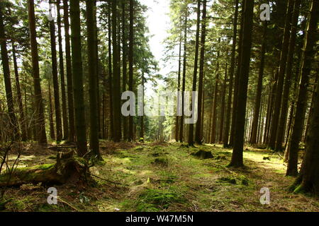 Lichtdurchflutete Waldlichtung auf der Wilden Wiese bei Sundern im Sauerland Banque D'Images