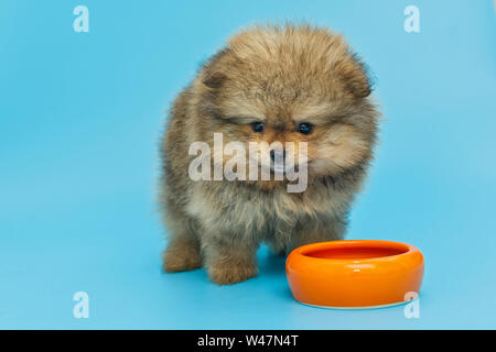 Petit chiot Pomeranian de manger avec bol jaune sur fond bleu Banque D'Images