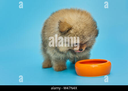 Petit chiot Pomeranian de manger avec bol jaune sur fond bleu Banque D'Images