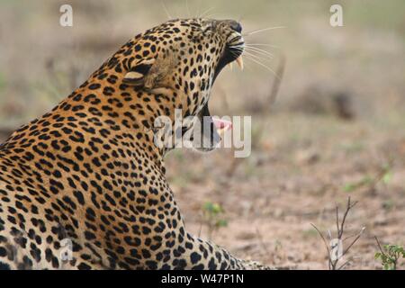 Vampy yawning in Parc national de Yala. Sri Lanka Banque D'Images