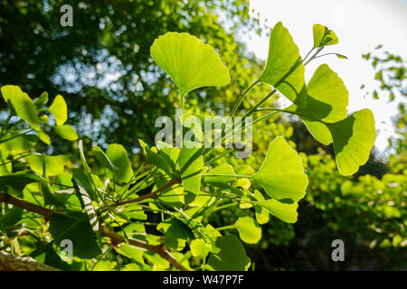 Gros plan de belles feuilles de ginkgo biloba en contre-jour à Los Angeles, Californie Banque D'Images
