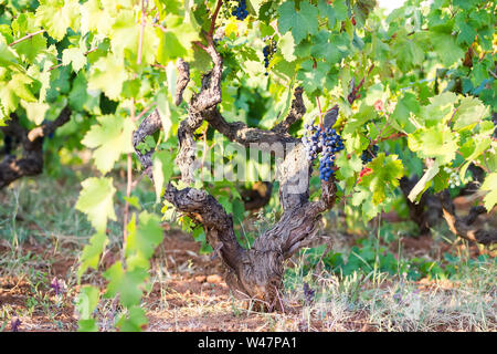Vigne et vignoble, à l'extérieur, la maturation des raisins Banque D'Images
