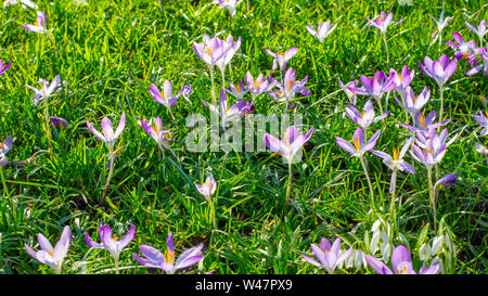 Purple crocus en herbe de prairie Banque D'Images
