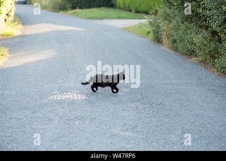 Chat Noir Traversant La Rue Banque Dimages Photo Stock