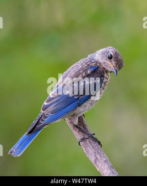 Merlebleu de l'Est Sialia sialis récemment juvénile véritable perché sur branche d'arbre, Banque D'Images