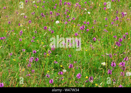 Fleurs sauvages dans une prairie - John Gollop Banque D'Images