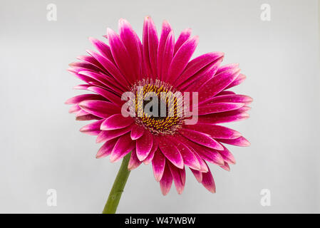 Gerbera fleurs Germini empilés accent isolé sur fond blanc Banque D'Images