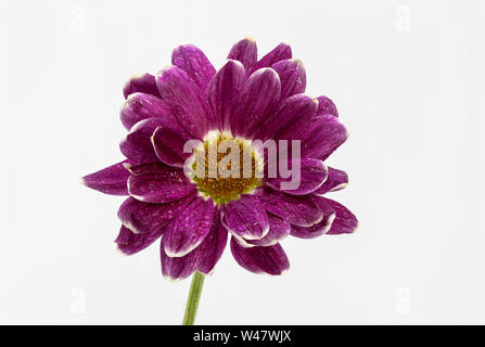 Gerbera fleurs Germini empilés accent isolé sur fond blanc Banque D'Images