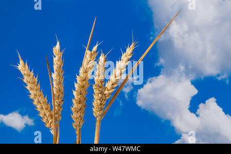 Les épis de blé commun. Le grain sec détail sur fond de ciel bleu. Triticum aestivum. Or, les pointes naturelles céréales graines mûres, feuilles de paille. La récolte d'été. Banque D'Images