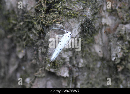 Close up of bird cherry-hermine (Yponomeuta evonymella) Banque D'Images