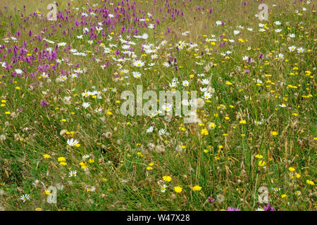 Fleurs sauvages dans une prairie - John Gollop Banque D'Images