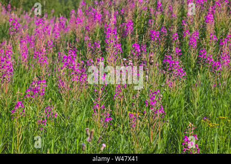 Chamerion angustifolium Epilobium ou ivan en fleurs de thé. Thé aux herbes médicinales sauvages de Willow est une plante ou l'Epilobium. Banque D'Images