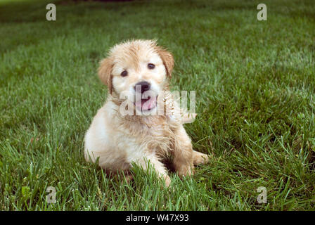 Chiot golden retriever chaud humide assis sur l'herbe Banque D'Images