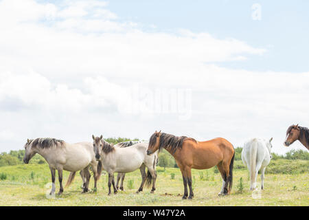 Troupeau de chevaux sauvages sur les dunes côtières d'herbe à l'été. Ile d'Anglesey dans le Nord du Pays de Galles, Royaume-Uni Banque D'Images