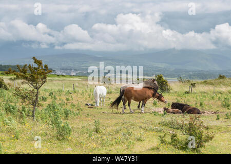 Troupeau de chevaux sauvages sur les dunes côtières d'herbe à l'été. Ile d'Anglesey dans le Nord du Pays de Galles, Royaume-Uni Banque D'Images