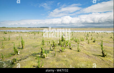 Samphire sauvages à sandy shore. Ile d'Anglesey dans le Nord du Pays de Galles, Royaume-Uni Banque D'Images