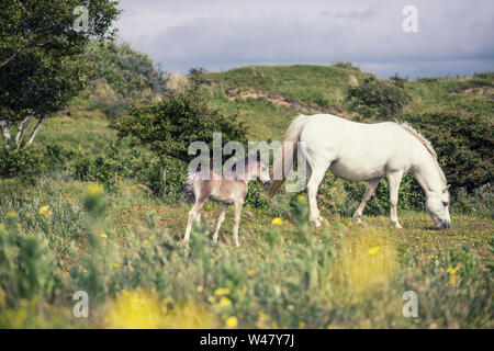 Jument poney sauvage avec poulain pâturage sur dunes herbeuses à l'été. Ile d'Anglesey dans le Nord du Pays de Galles, Royaume-Uni Banque D'Images