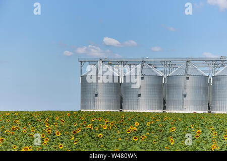 Grand blé moderne ascenseur, Grenier et terrain avec un tournesol en fleurs Banque D'Images