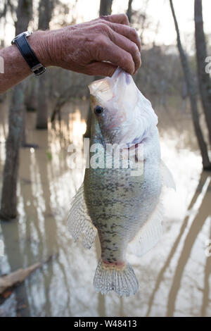 Pris sur un crapet fisher automatique dans un Bayou de Louisiane nord-est Banque D'Images