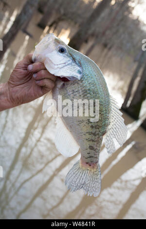 Pris sur un crapet fisher automatique dans un Bayou de Louisiane nord-est Banque D'Images