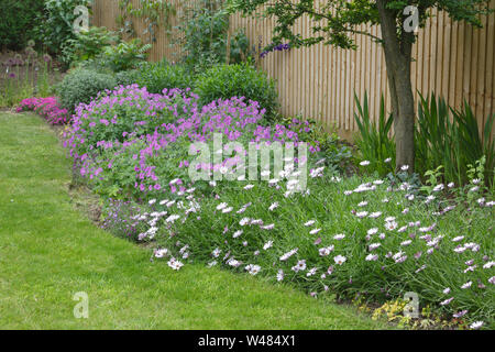 Fleurs de jardin (parterres) avec le cap les marguerites et les géraniums dans un jardin anglais Banque D'Images