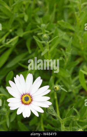 Cap Blanc, fleurs Daisy Osteospermum, feuillage vert et avec beaucoup d'espace, idéal pour copier un modèle, de conception ou d'arrière-plan Banque D'Images