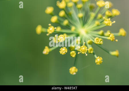 Ombelles de fleurs d'aneth en fleur. Banque D'Images