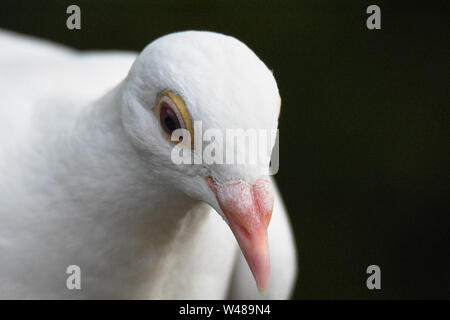 Le pigeon le plus rapide au monde Banque D'Images