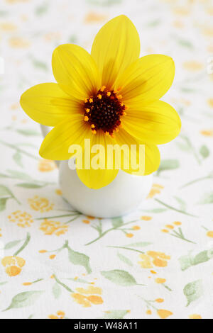 Petit dahlia tournesol petit pichet en eyllow sur fond vert et blanc, en format vertical. Concept d'accent de la nature. Banque D'Images