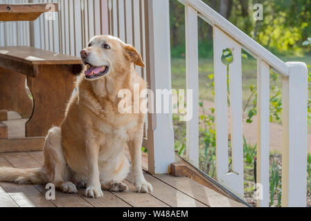 Un sourire heureux Golden Labrador Cross Border Collie est assis sur une véranda en bois sous le soleil d'après-midi Banque D'Images