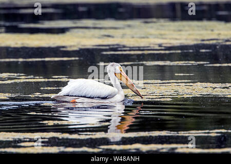 Un pélican Américain blanc nage dans l'eau à Turnbull Wildlife Refuge à Cheney, Washington. Banque D'Images