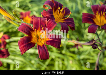 Un gros plan d'une croix rouge et jaune tigerlily en plein soleil. Banque D'Images