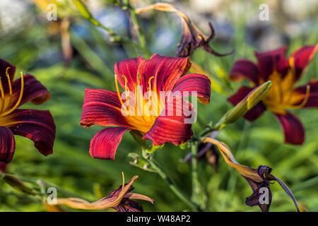 Un gros plan d'une croix rouge et jaune tigerlily en plein soleil. Banque D'Images