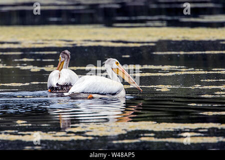 Deux Pélicans Américain blanc nagent dans l'eau à Turnbull Wildlife Refuge à Cheney, Washington. Banque D'Images